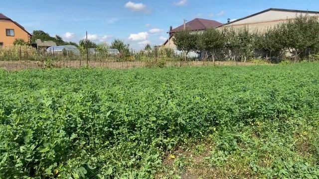 КОГДА И КАК СЕЯТЬ ЛЮЦЕРНУ | ЗАГОТОВКА ЛЮЦЕРНЫ | УРОЖАЙНОСТЬ ЛЮЦЕРНЫ смотреть онлайн