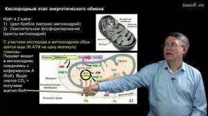 Дубынин В.А. - 100 часов школьной биологии - 2.10. Митохондрии