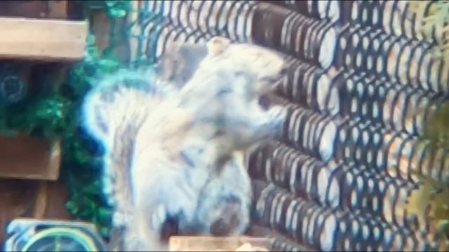 Squirrel Hunting Thump and Dump (Eagle Vision GoPro Scope Cam!) смотреть онлайн