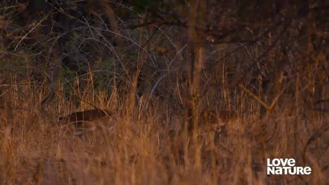 Lionesses Hunt Down Impala and Let Cubs Get Their First Taste смотреть онлайн