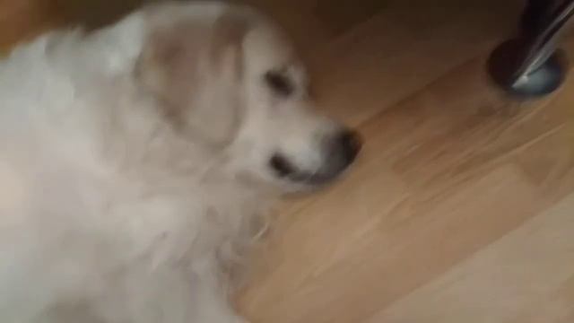 GOLDen - Retriver. ЛЮБИМЫЕ ИГРУШКИ! смотреть онлайн