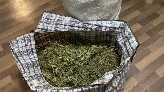 СЕНО ДЛЯ ШИНШИЛЛ ОЧЕНЬ ВАЖНО!!! | ШИНШИЛЛОВАЯ ФЕРМА | ФЕРМА ШИНШИЛЛ КАК БИЗНЕС смотреть онлайн