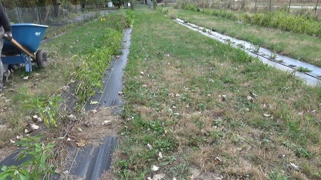 Last Garden harvest of October 2022 смотреть онлайн
