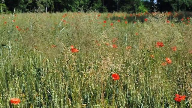 ПУТЬ ДУХА смотреть онлайн