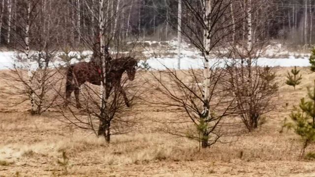 Субботняя прогулка. Реабилитация после курсов химиотерапии (лимфобластный лейкоз) смотреть онлайн