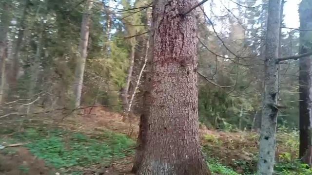 Привез ещё два роя смотреть онлайн