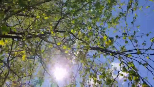 береза смотреть онлайн