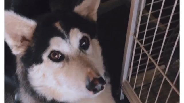 ХАСКИ ХОЧЕТ СКУШАТЬ ШИНШИЛЛУ (МЫШКУ) - ОЗВУЧКА | HUSKY WHANT TO EAT THE CHINCHILLA - VOICE ACTING смотреть онлайн