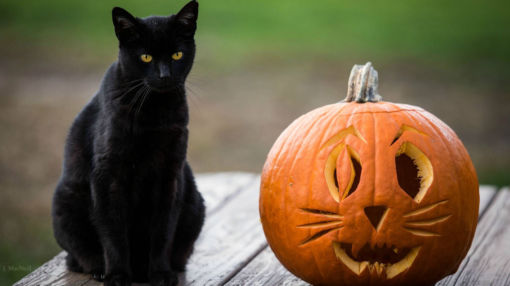 История Хеллоуина / Halloween смотреть онлайн