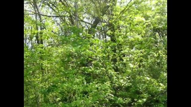 Соловей. Майская песня смотреть онлайн