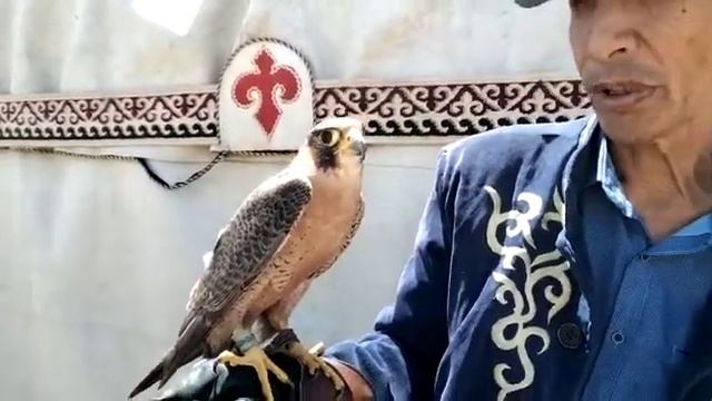 У сокола красивые глаза и цепкие когти… смотреть онлайн