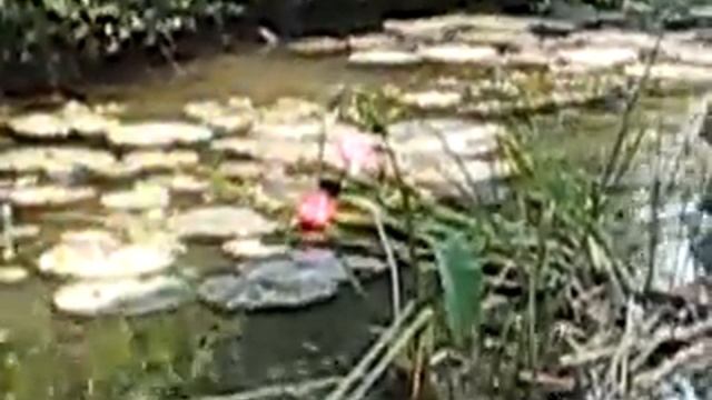 Денис плавает с удовольствием в реке Квай смотреть онлайн