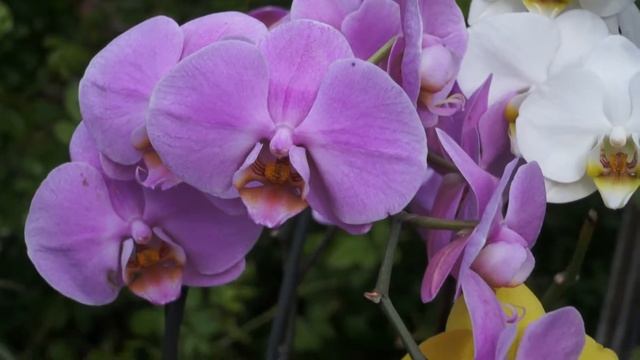 orchids in the garden смотреть онлайн