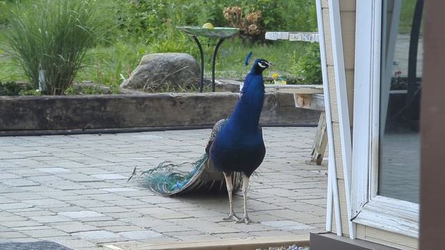 ATARAXY ретрит ДЦЕН ДУШИ И ТЕЛА смотреть онлайн