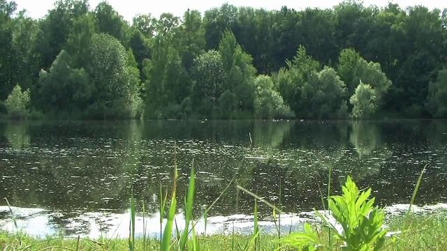 Кваканье лягушек на болоте смотреть онлайн