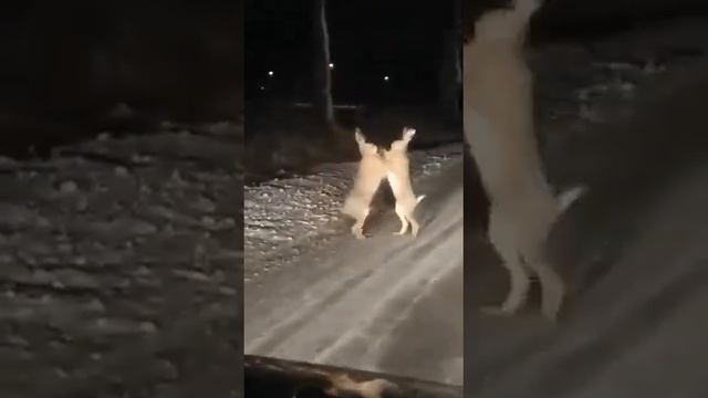 Поединок двух зайцев смотреть онлайн