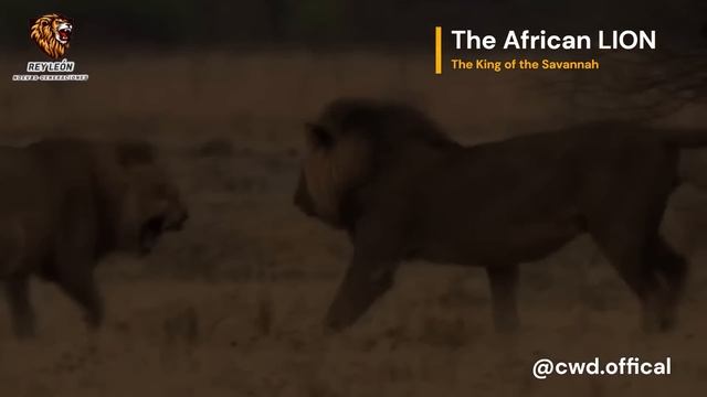 El LEÓN AFRICANO (African Lion) | El Rey de la Sabana (king of the savannah) #nature #animals #vira смотреть онлайн