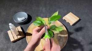 Первая ОБРЕЗКА КОМНАТНОГО ЛИМОНА