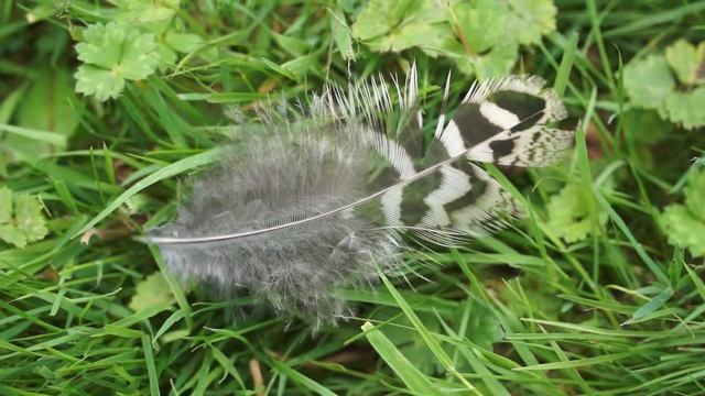 feather смотреть онлайн