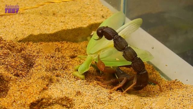 Scorpion Vs Praying mantis, The result is too unexpected смотреть онлайн