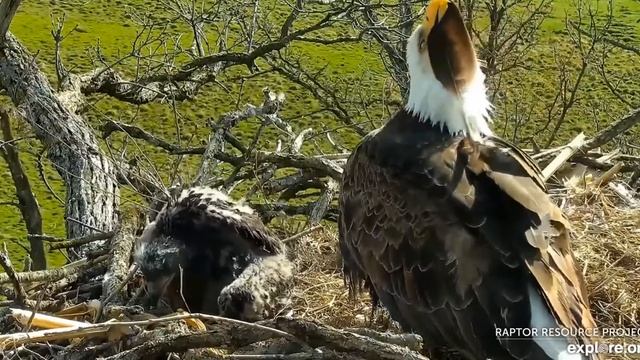 Decorah North Nest: DNF Plucks Feather 05-03-20 смотреть онлайн