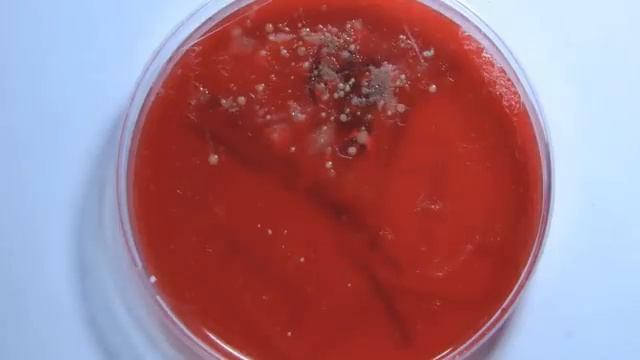 Metro Exodus Worm Explored | Novosibirsk Leech Morphology and Tunnel Explained | Lore Analysis смотреть онлайн