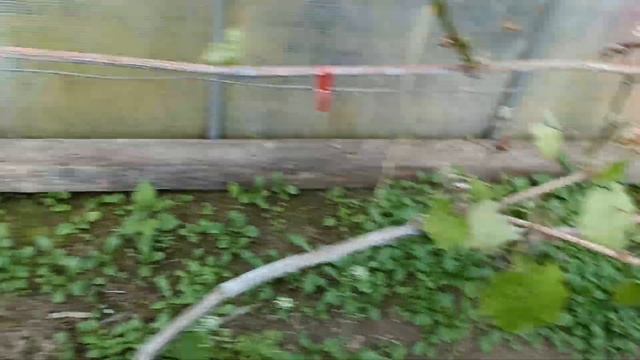Виноград в теплице попал под заморозок. Что делать!?