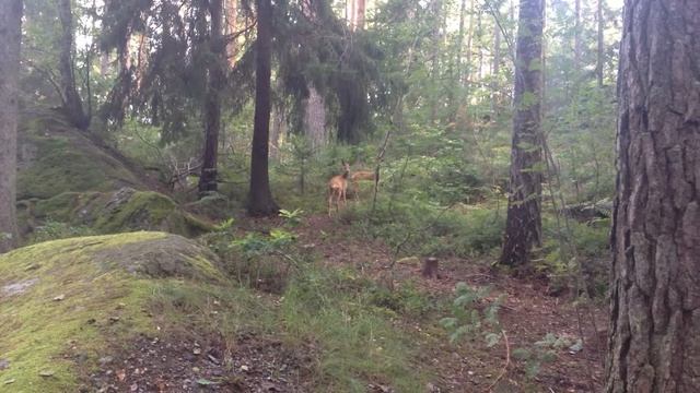 bambi Disney - free pair of deers смотреть онлайн