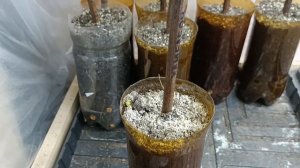 Ослепление нижнего глазка при укоренении. Нужно ли?