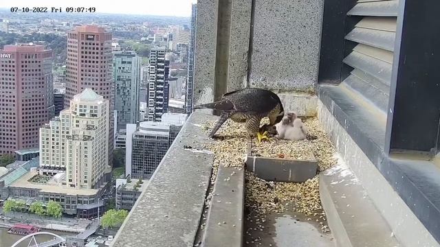 367 Collins Falcons | Mom bring big prey in breakfast for four cute babies | Oct 7, 2022 смотреть онлайн
