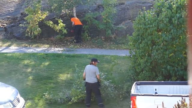 by-bye birch смотреть онлайн