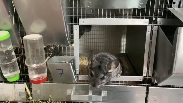 10 ОТВЕТОВ НА ВОПРОСЫ О РАЗВЕДЕНИИ МЕХОВЫХ ШИНШИЛЛ | ШИНШИЛЛОВАЯ ФЕРМА | ФЕРМА | смотреть онлайн