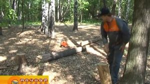 Как свалить дерево бензопилой