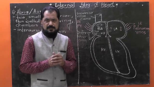 INTERNAL STRUCTURE OF HEART | ATRIA | VENTRICLES | AORTAE | VALVES | 12 Science Biology смотреть онлайн