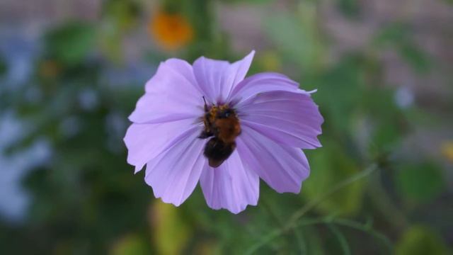 flower bumblebee and wind смотреть онлайн