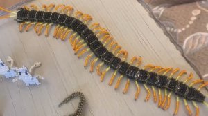 Собираюсь на выставку / Бисероплетение / Фигурки из бисера / Идеи из бисера / Бисер /