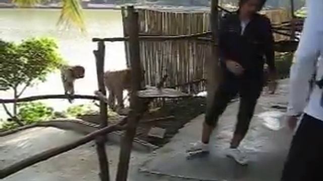 Denis and Masha Feeding Monkeys смотреть онлайн