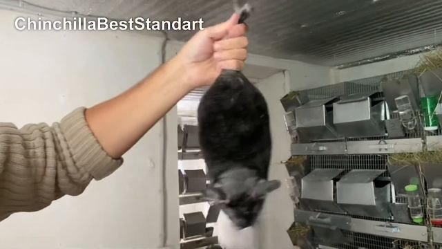 ОТБОР ШИНШИЛЛ НА ПЛЕМЯ | ШИНШИЛЛОВАЯ ФЕРМА | ФЕРМА ШИНШИЛЛ смотреть онлайн