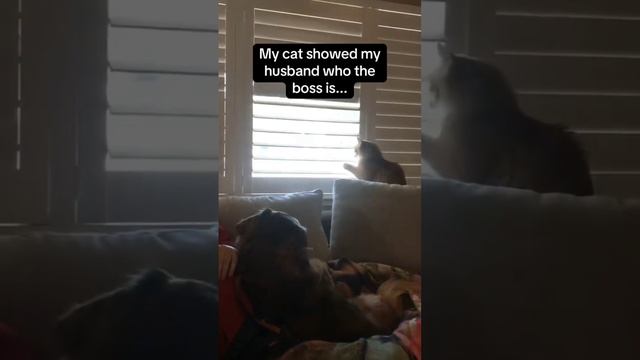 кот в доме хозяин смотреть онлайн