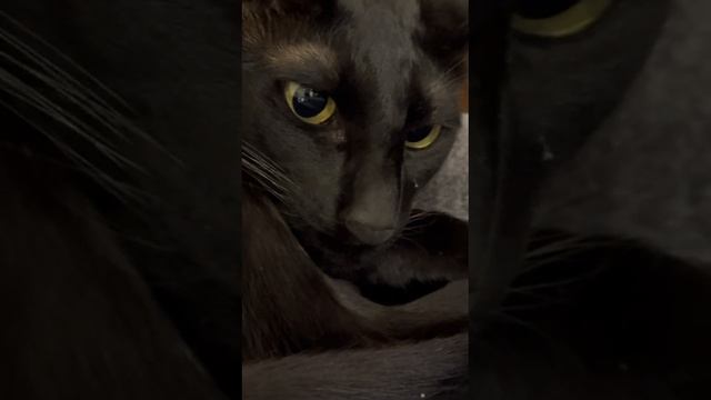 наш кот смотрит мои видео🐈⬛ смотреть онлайн