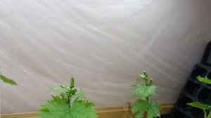 Соцветия на вегетирующих саженцах. Нужно ли оставлять?