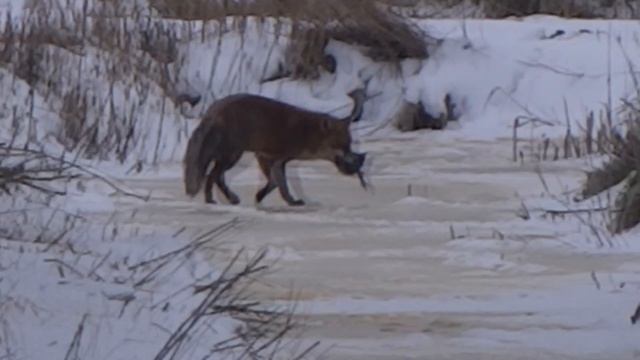 Fox on Ice with Prey / Vos op IJs met Prooi смотреть онлайн