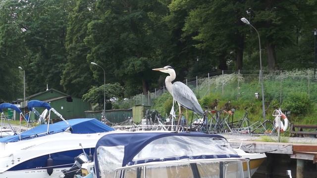 herons смотреть онлайн