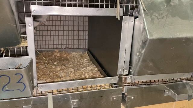 РЕЗУЛЬТАТ ЭКСПЕРИМЕНТА | ШИНШИЛЛОВАЯ ФЕРМА || РАЗВЕДЕНИЕ ШИНШИЛЛ смотреть онлайн