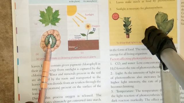#7th #science #nutrition #plants CHAPTER 1 NUTRITION IN PLANTS PART 2 MODES OF NUTRITION смотреть онлайн