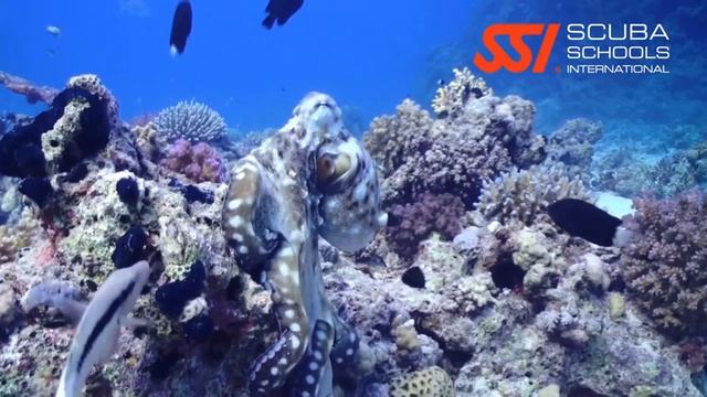 SSI Enriched Air Nitrox Diver - Ottawa Scuba Diving смотреть онлайн