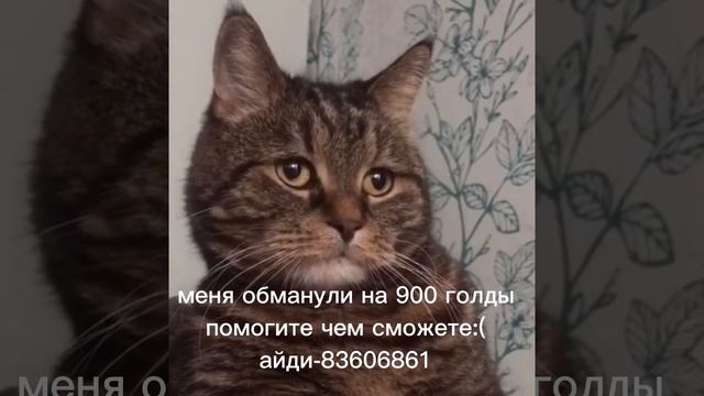 #standoff2 #standoff #нож #стандофф2 #стандофф #обман #обманулинаденьги #помощь #голдастандофф смотреть онлайн