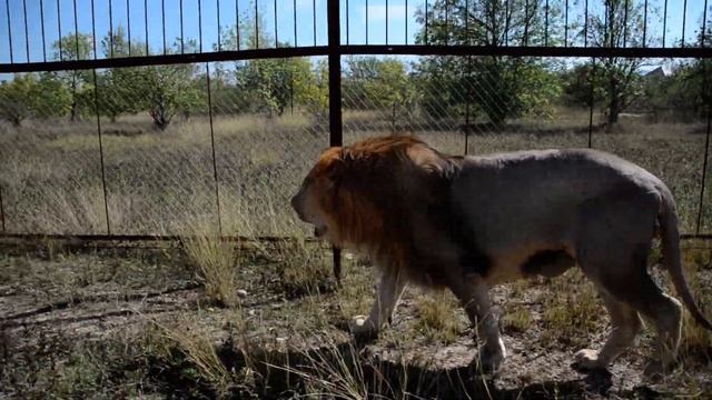 ПОСМОТРИТЕ ! Два вожака делают утренний обход Саванны ! смотреть онлайн