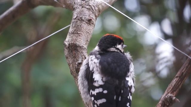 nestling of Spotted Woodpecker 1 смотреть онлайн