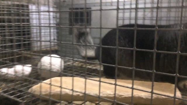 ШИНШИЛЛОВАЯ ФЕРМА | ПОКУПАЮ САМЦА ДЛЯ СВОЕЙ ФЕРМЫ смотреть онлайн